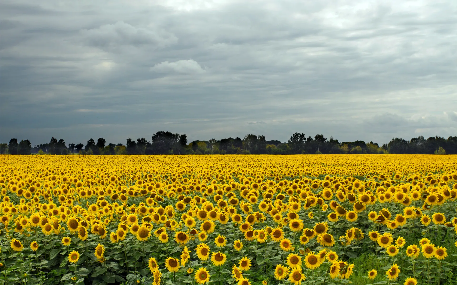 Sonnenblumenfeld mit Wolken im Hintergrund